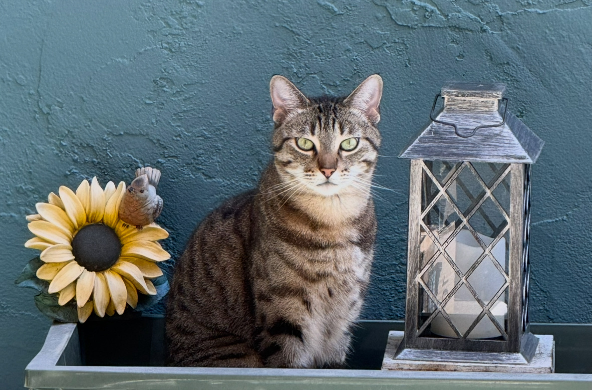 Jerrbear the cat