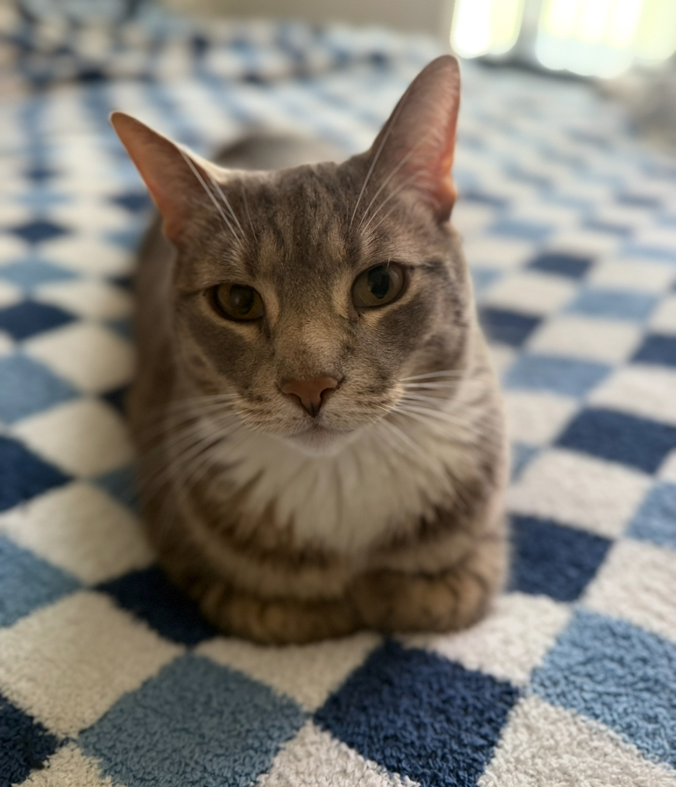 Zippy the cat